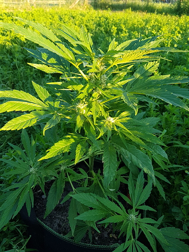 Growreport Bild 3