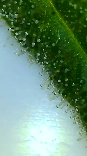 Growreport Bild 10