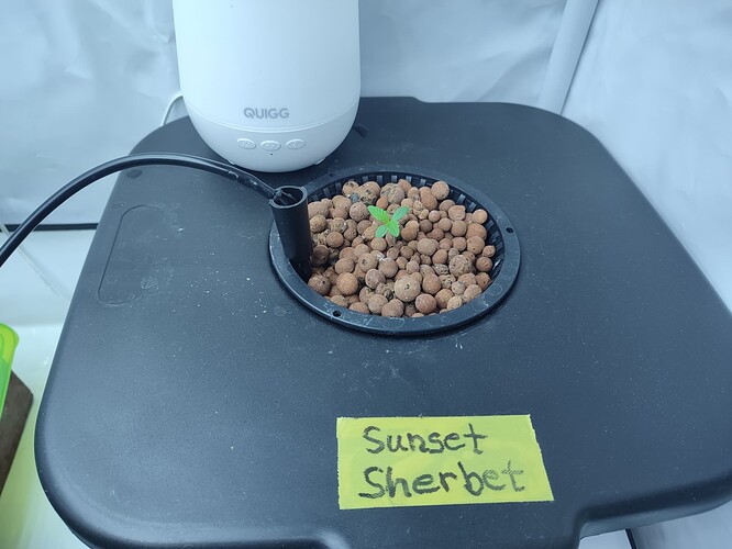 Growreport Bild 36