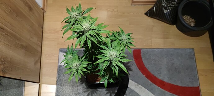 Growreport Bild 2