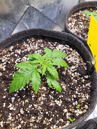 Growreport Bild 4