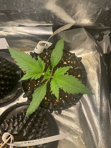 Growreport Bild 8