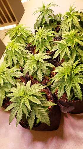 Growreport Bild 7