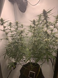 Growreport Bild 23