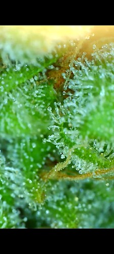 Growreport Bild 31