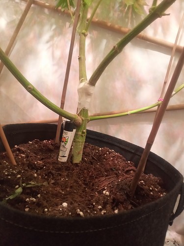 IMG_20210223_203337_161