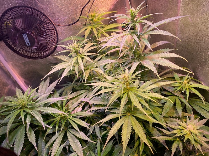 Growreport Bild 29