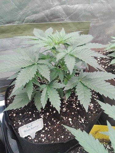 Growreport Bild 5
