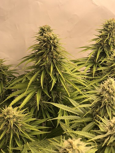 Growreport Bild 6