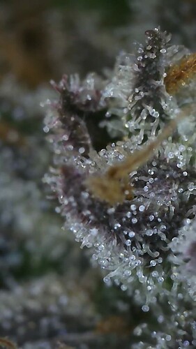 Growreport Bild 10