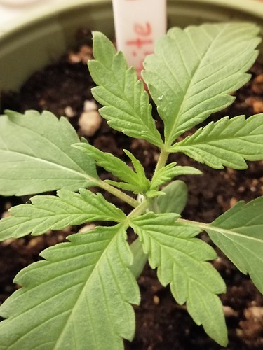 Growreport Bild 5