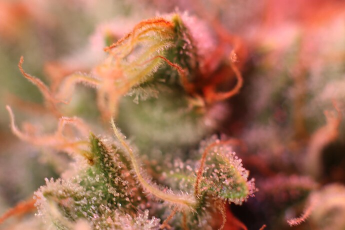 Growreport Bild 13