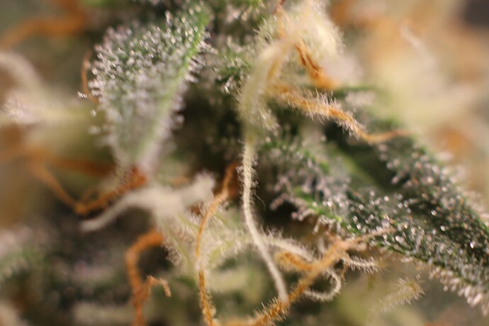 Growreport Bild 9