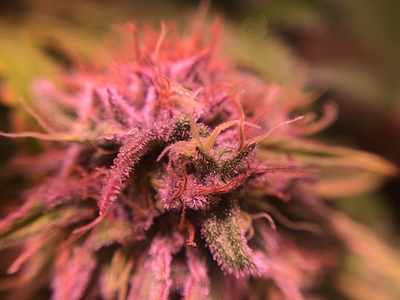 Growreport Bild 46