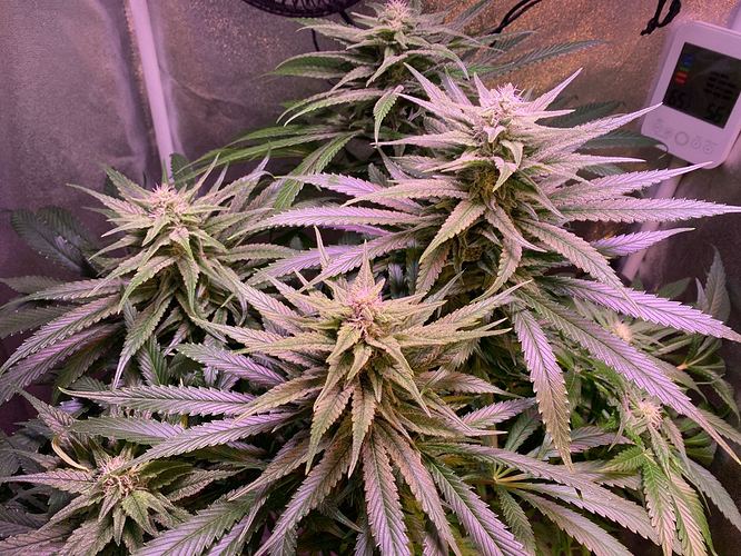Growreport Bild 20