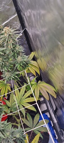 Growreport Bild 62