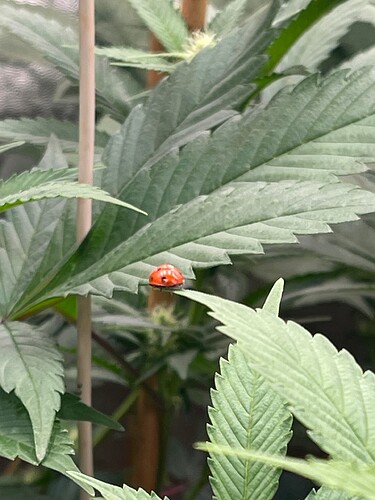 Growreport Bild 5