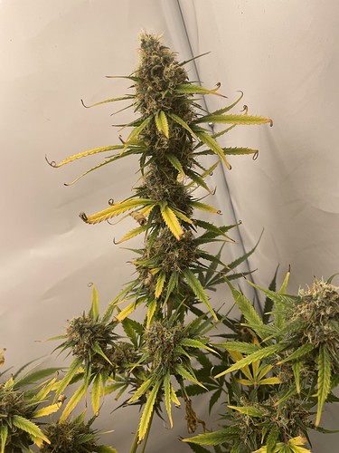 Growreport Bild 18