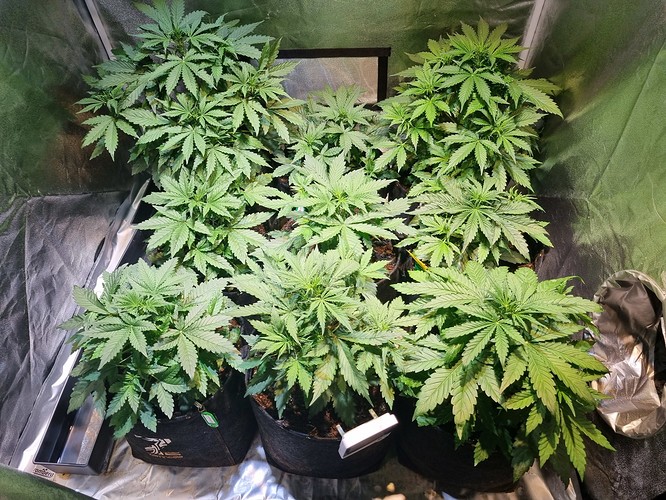 Growreport Bild 3