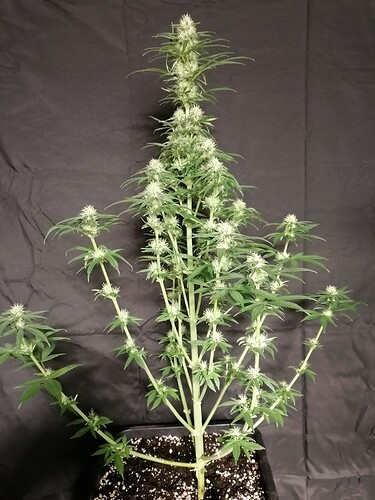 Growreport Bild 14