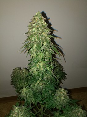 Growreport Bild 23