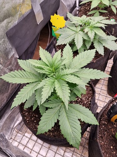 Growreport Bild 45