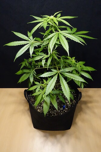 Growreport Bild 1