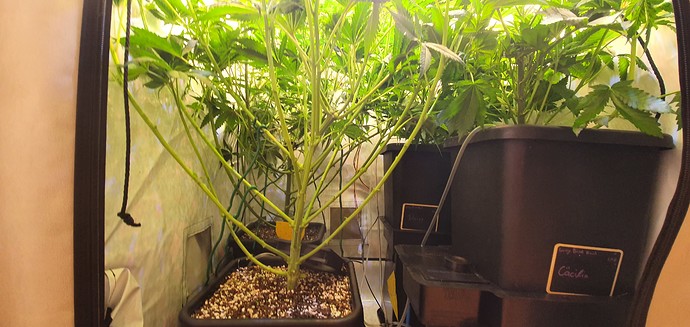 Growreport Bild 2