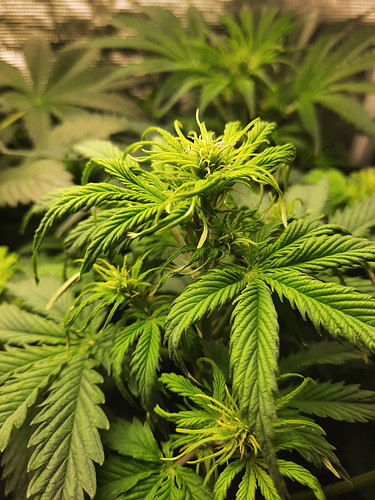 Growreport Bild 14