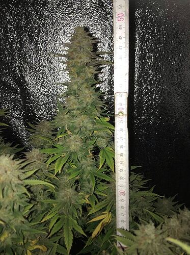 Growreport Bild 18