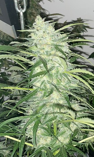 Growreport Bild 8