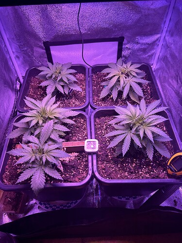 Growreport Bild 5