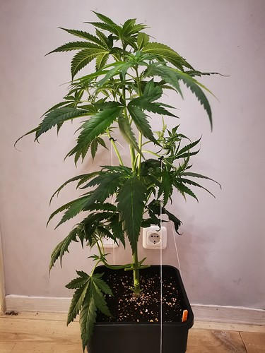 Growreport Bild 21