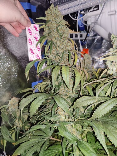 Growreport Bild 26
