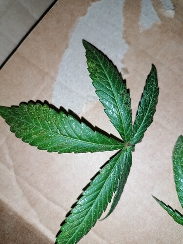 Growreport Bild 7