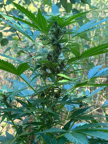 Growreport Bild 3