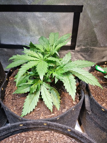 Growreport Bild 9