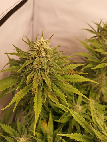 Growreport Bild 19