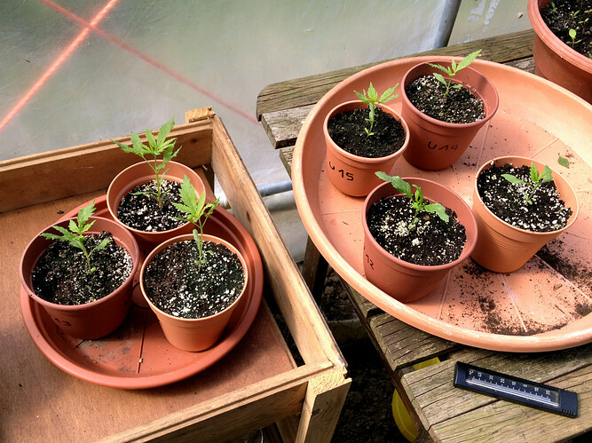 Growreport Bild 9
