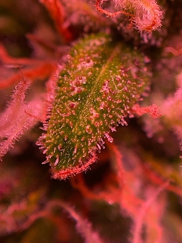 Growreport Bild 25