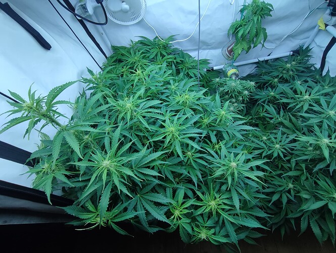 Growreport Bild 32