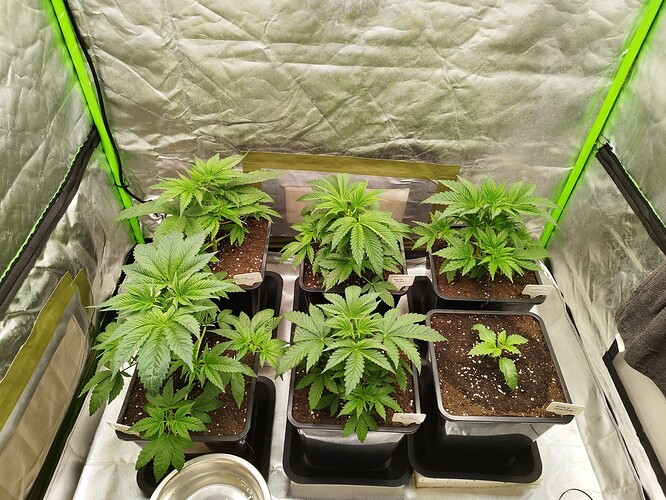 Growreport Bild 7