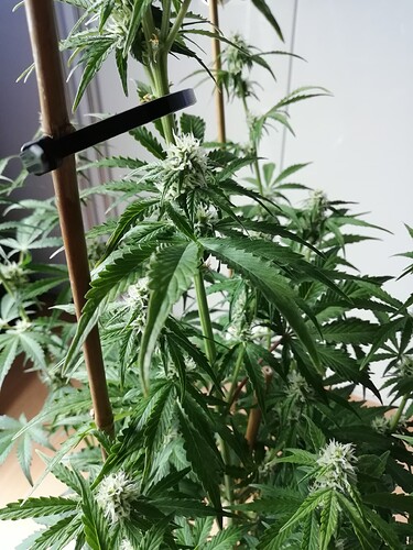Growreport Bild 57