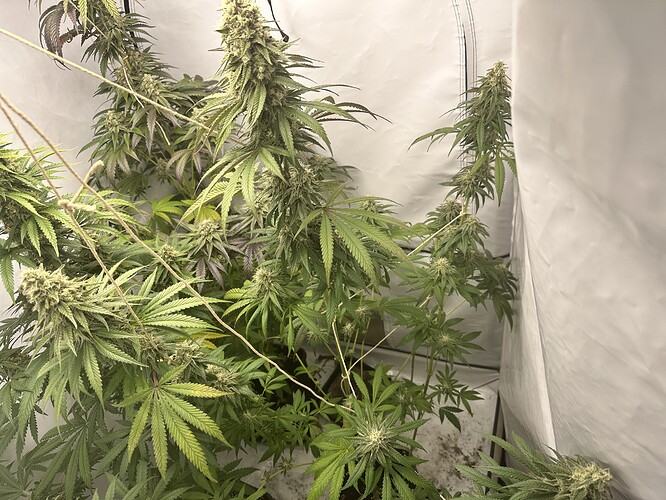 Growreport Bild 13