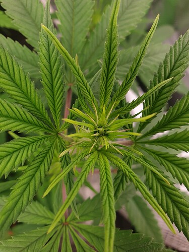 Growreport Bild 3