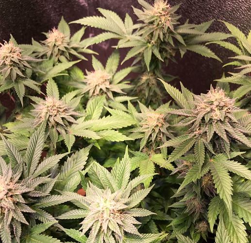 gelato_white