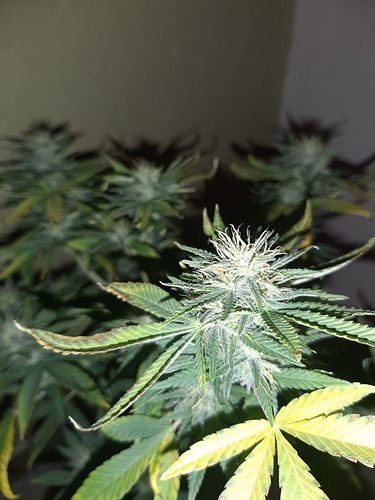 Growreport Bild 3