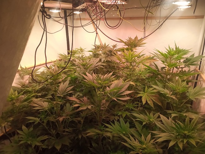 Growreport Bild 7