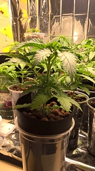 Growreport Bild 17