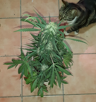 Growreport Bild 5